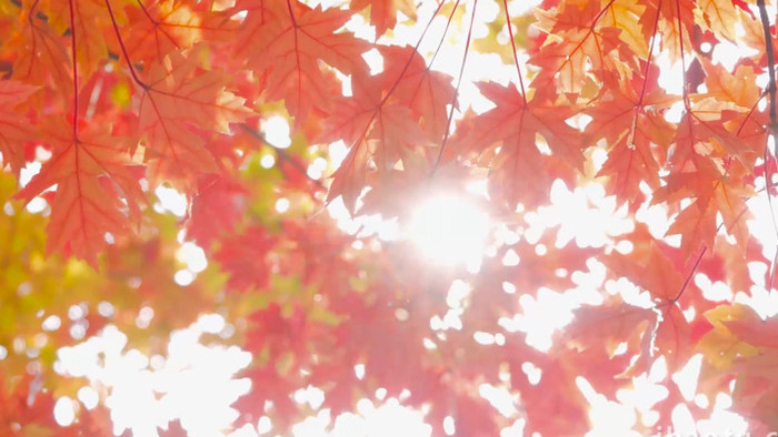 秋日植物红枫树叶秋景4K实拍