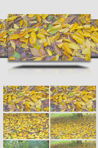 秋天风景唯美落叶金黄落叶4K实拍图片