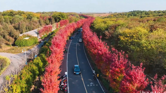 秋天风景旅途风景公路红枫林4K航拍