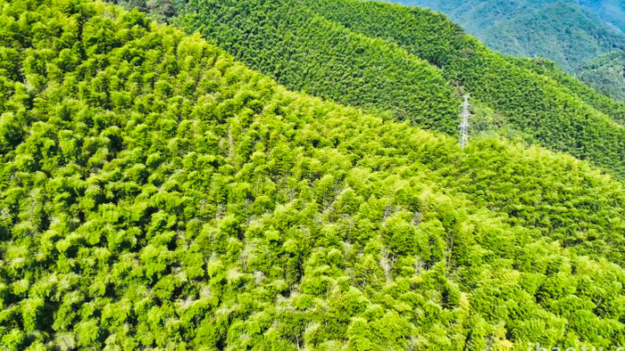 自然风光竹海森林高山竹海4K航拍