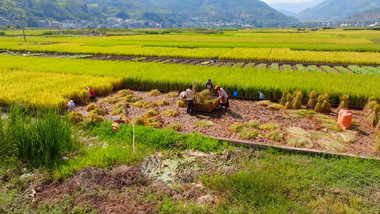 秋收收水稻打谷子农忙场景水稻稻田4K实拍