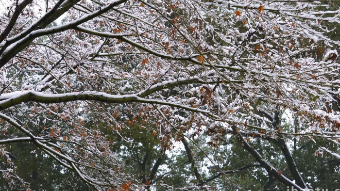 冬季雪后树上积雪融化实拍素材