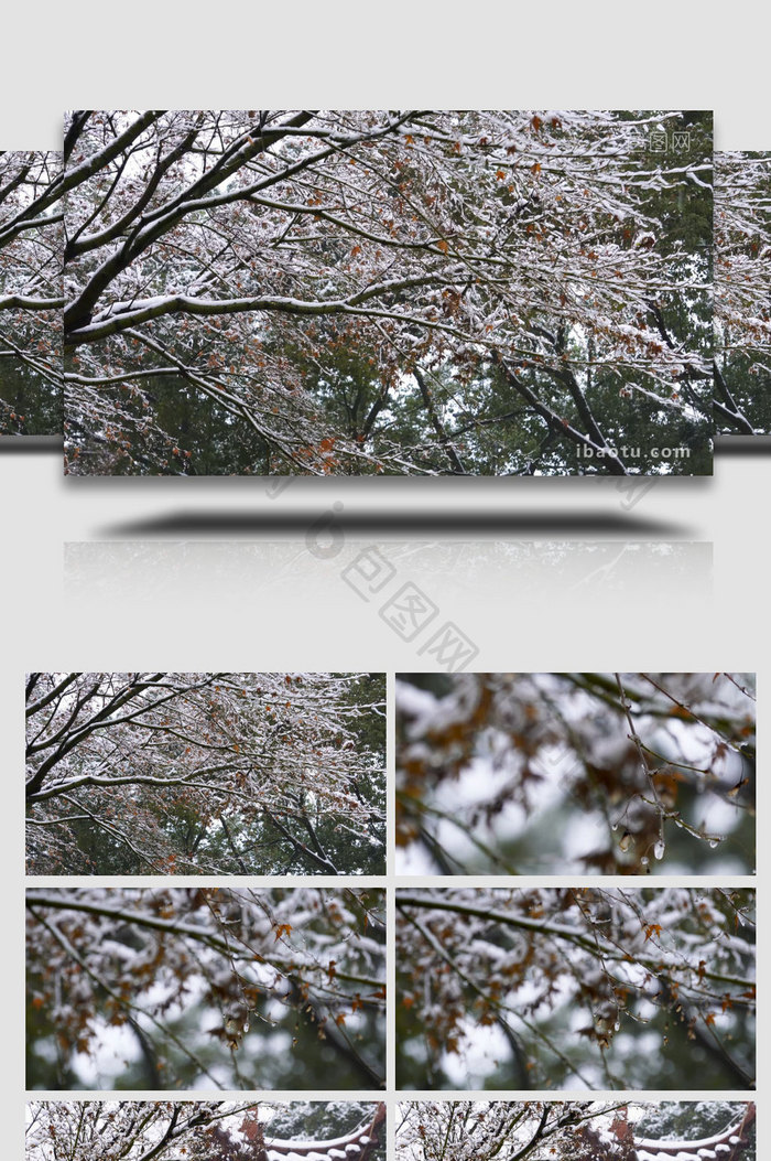 冬季雪后树上积雪融化实拍素材