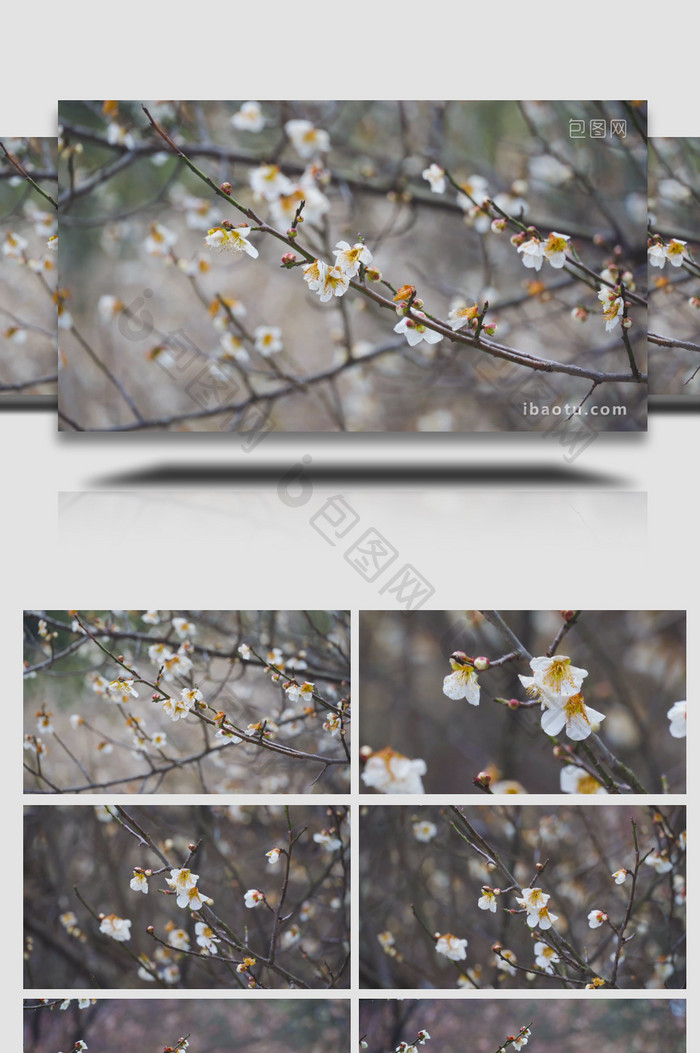 春日花朵白色梅花盛开春意盎然4K实拍