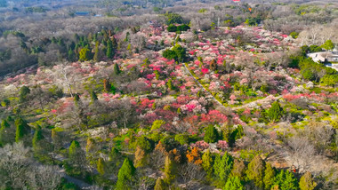 春天南京明孝陵梅花山梅花盛开4K航拍