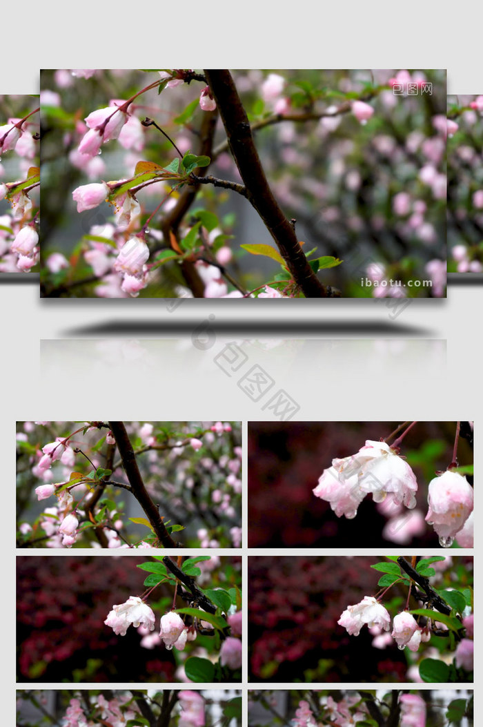 春雨中的海棠实拍4K素材