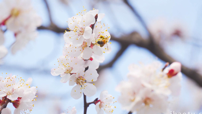 春天花朵蜜蜂采花唯美白色杏花4K实拍