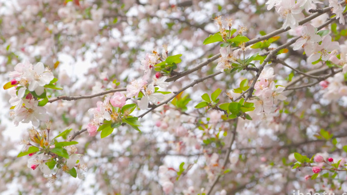 春天唯美垂丝海棠花自然风景4K实拍