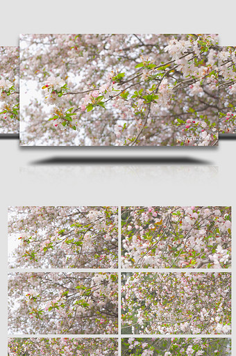 春天唯美垂丝海棠花自然风景4K实拍图片