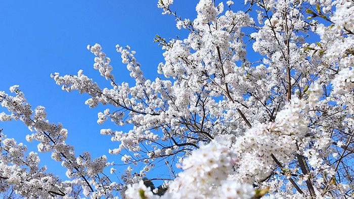自然唯美蓝天下盛开的樱花实拍视频