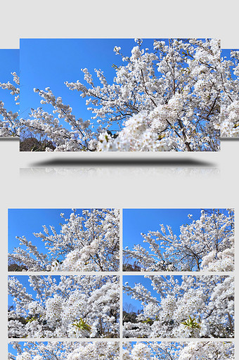 自然唯美蓝天下盛开的樱花实拍视频图片