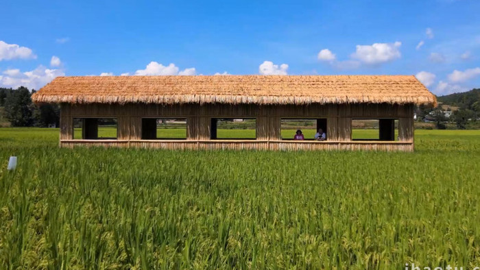 农业种植千亩丰收水稻4K航拍