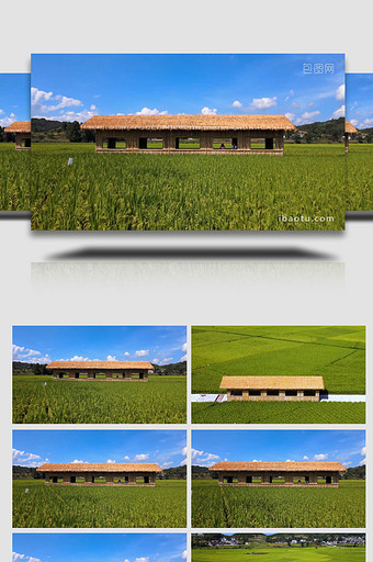 农业种植千亩丰收水稻4K航拍图片