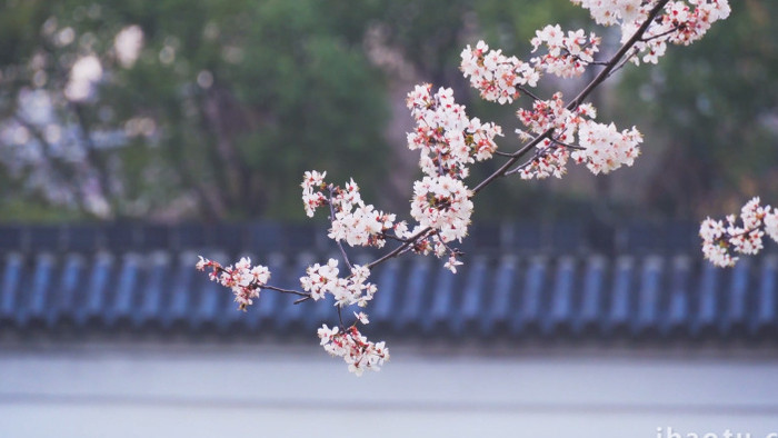 生机植物公园樱花盛开4K实拍