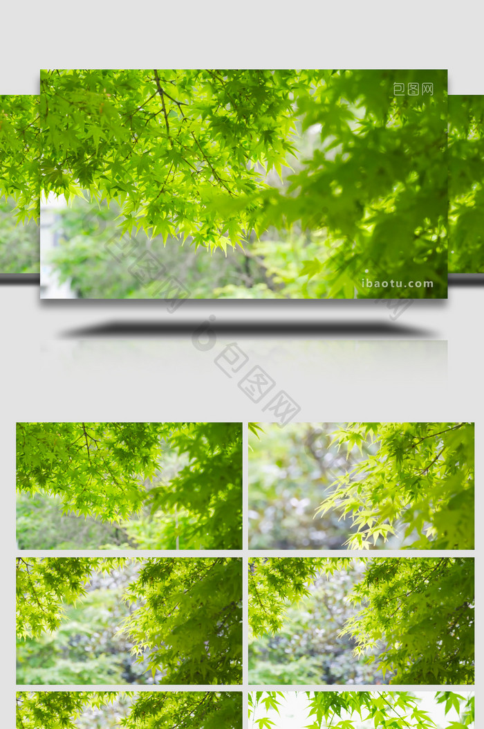 唯美夏日风景绿色枫树叶4K实拍