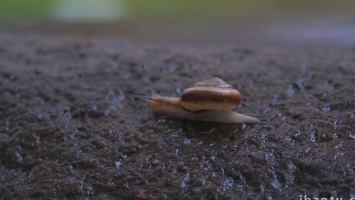 下雨天蜗牛在石头上爬行4K实拍