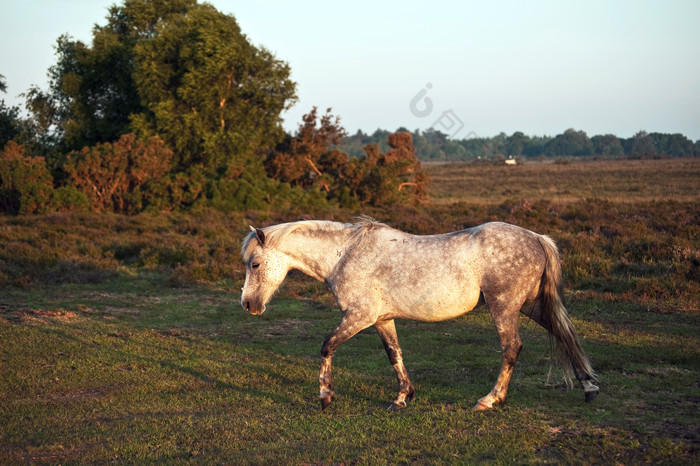 暗色调草地中的马摄影图