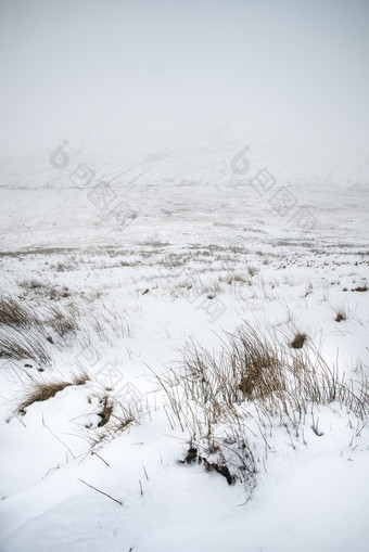 浅色调雪地风景摄影图