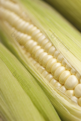 成熟的糯米玉米摄影图