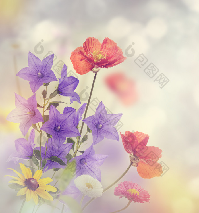 野花花朵花枝摄影图