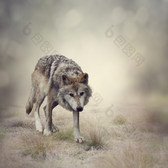 荒野上的野狼摄影图