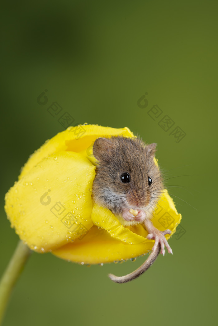 可爱的老鼠和黄色花朵