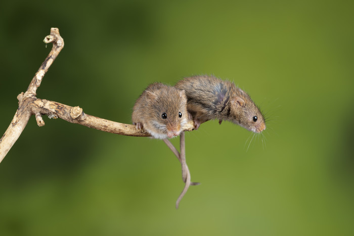 树枝上的两只老鼠摄影图