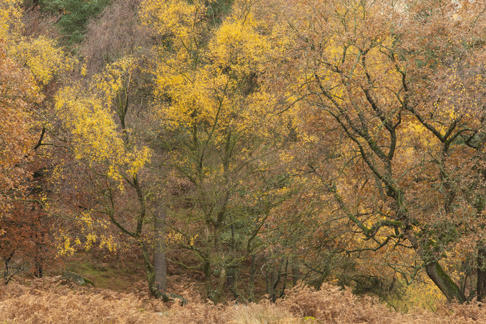 一片秋季黄色树林森林