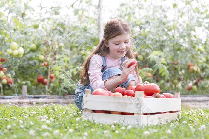 清新风摘西红柿的小女孩摄影图
