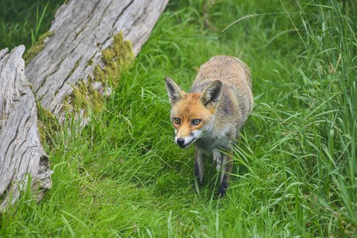 草地上行走的动物狐狸