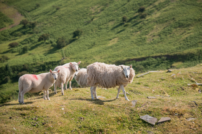 山上吃草的绵羊摄影图