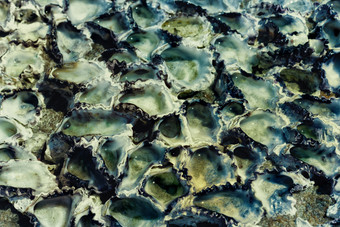 地面上的生蚝壳摄影图