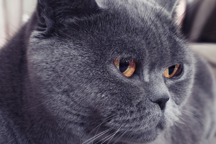 小猫咪的眼睛图片