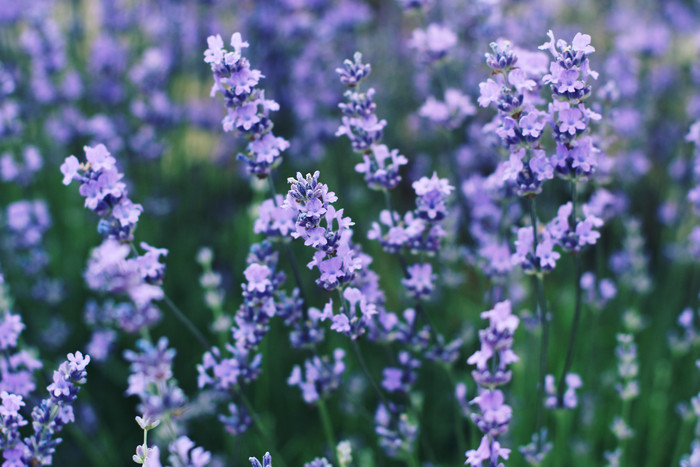 紫色丁香花花枝摄影图