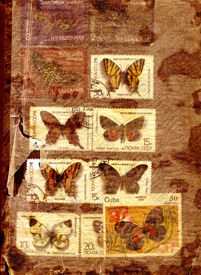 暗色调蝴蝶标本摄影图