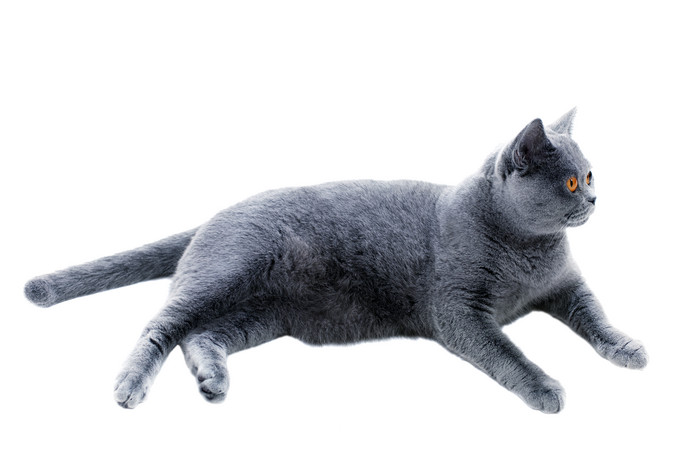 简约灰色大猫摄影图