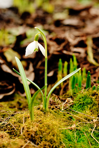 白色雪花<strong>莲花</strong>卉<strong>摄影</strong>图