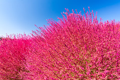 粉色花卉风景摄影图