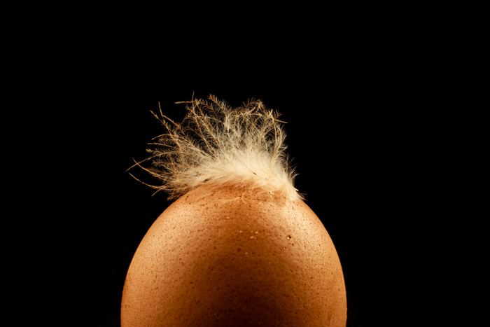 鸡蛋上的白毛摄影图