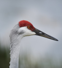 简约红头的鸟摄影图