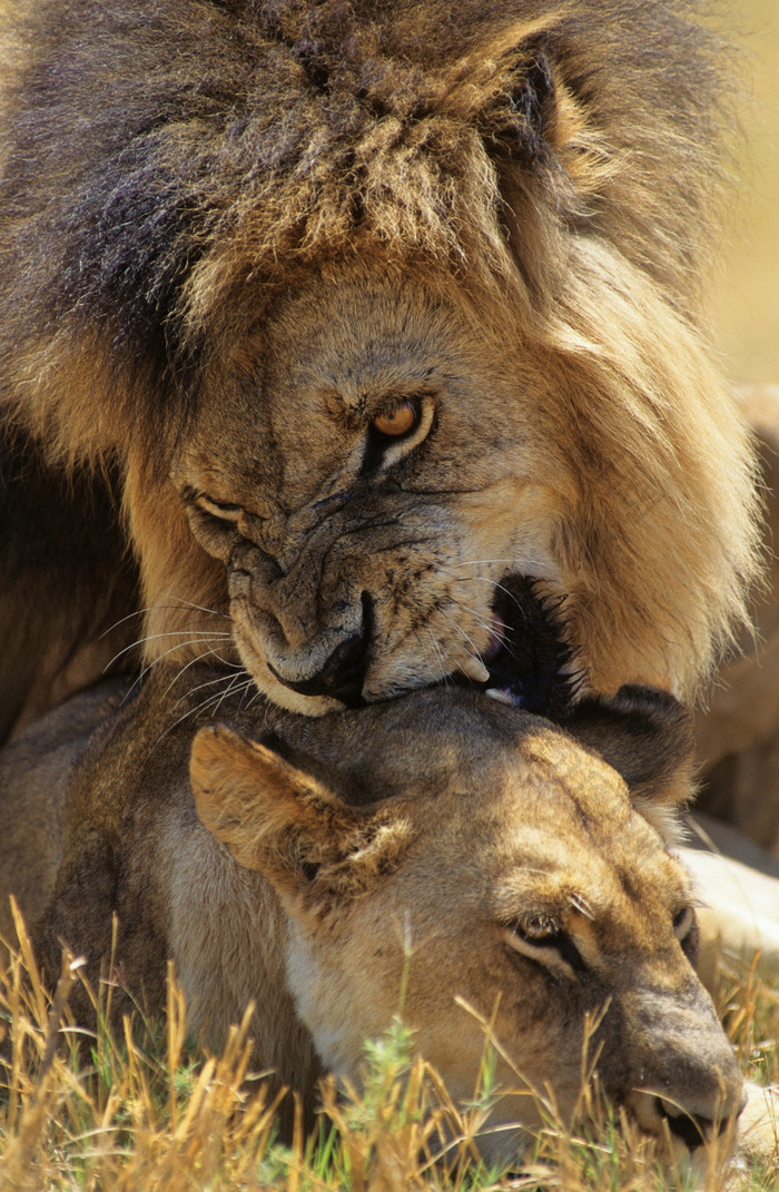 交流感情的非洲狮子