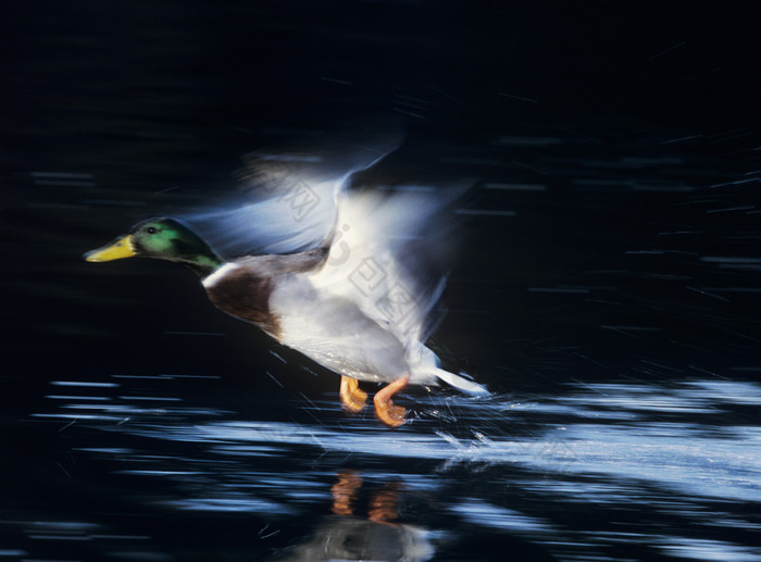 暗色调水面的野鸭子摄影图
