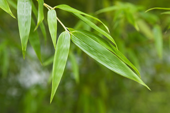 嫩绿的叶子植物摄影图