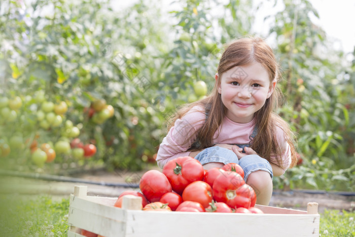 清新风格摘西红柿的小女孩摄影图