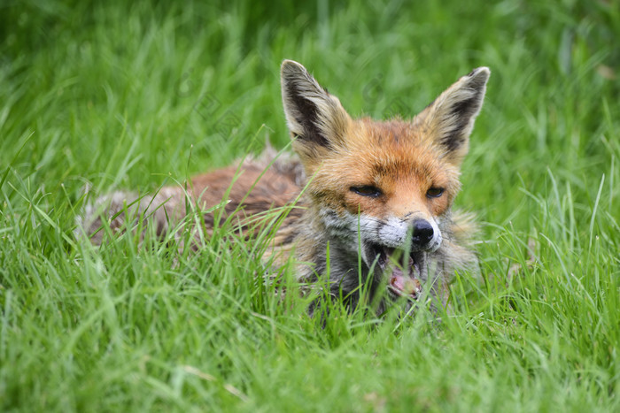 草地上趴着的狐狸
