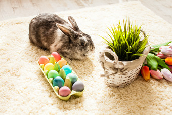 地毯上小兔子和彩蛋