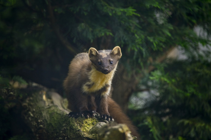 森林里的黄鼬摄影图