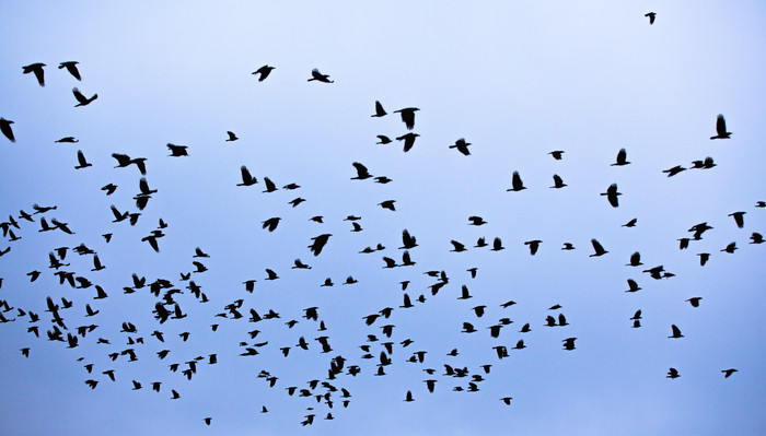 自由翱翔的小鸟摄影图