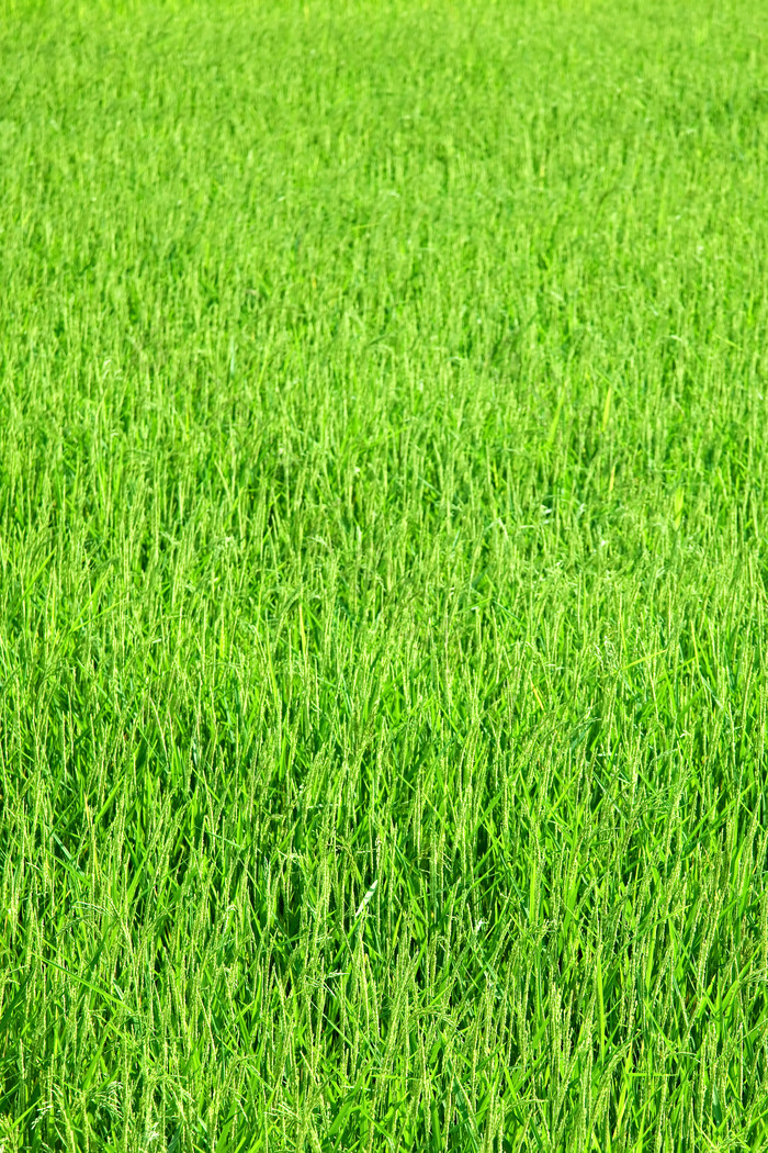 绿色调大片的草地摄影图