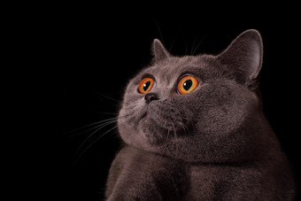简约风格睁大眼睛的猫摄影图